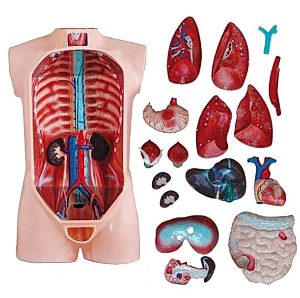 JUEGO DE TORSO